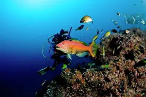 Dives: scuba diver with red hogfish - eating a sea urchin Madeira I