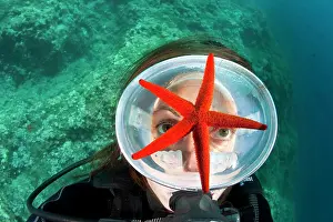Amalfi: Scuba diver and red sea stars, Echinaster sepositus, Marine