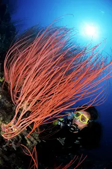 Whips: Scuba diver and red sea whips, Ellisella sp. Walindi, West