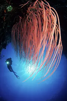 Silhuettes: Scuba diver and red sea whips, Ellisella sp. Walindi, West