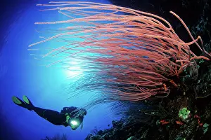 Silhuettes: Scuba diver and red sea whips, Ellisella sp. Walindi, West