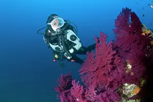Gorgonia: Scuba diver and red seafan, Paramuricea clavata, Ischia Isla