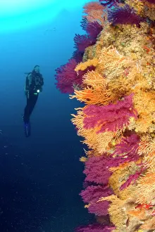 Campania: Scuba diver and red seafan, Paramuricea clavata, yellow gorg