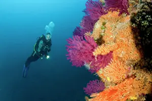 Campania: Scuba diver and red seafan, Paramuricea clavata, yellow gorg