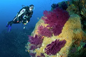 Campania: Scuba diver and red seafan, Paramuricea clavata and Parazoan