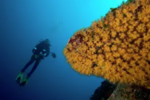 Isola: Scuba diver and rock covered with parazoanthus Parazoanthus