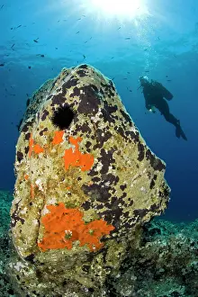 Italia: Scuba diver and rock, Ponza Island, Italy, Tyrrhenian Sea, M