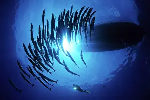 Silhouettes: Scuba diver and school of barracuda, Sphyraena qenie, under