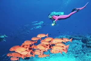 Squirrelfish: SCUBA DIVER with school of Squirrelfish