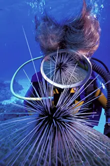 Carribean: Scuba diver with sea urchin Diadema setosum reflecting in th