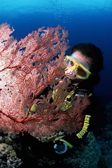 Gorgonia: Scuba diver and seafan, Melithaea sp. Walindi, West New Bri