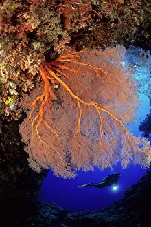 Silhuettes: Scuba diver and seafan, Melithaea sp. West New Britain, Pap