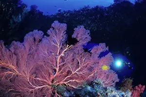 Silhouettes: Scuba diver and seafan, Melithaea sp. West New Britain, Pap