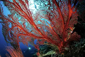 Silhuettes: Scuba diver and seafan, Subergorgia mollis, Walindi, West Ne