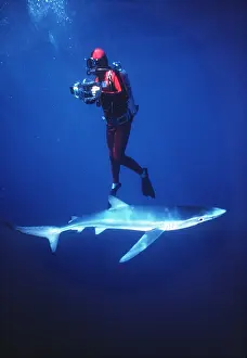 Photographers: Scuba DIVER with shark