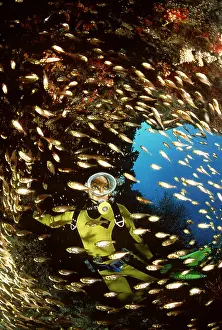 Bubbles: Scuba Diver and shoal of Golden Fish