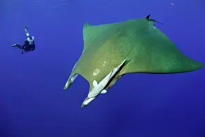 Azores: Scuba diver with sicklefin Mantas, Mobula tarapacana