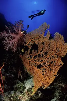 Silhouettes: Scuba diver silhouette with seafan, Subergorgia mollis and s
