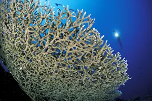 Silhuettes: Scuba diver silouette and hard coral, Acropora sp. Walindi