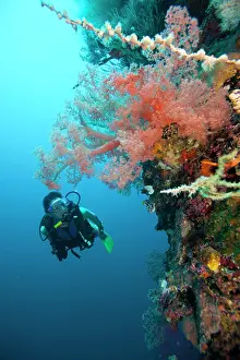 Multi: Scuba diver and Soft coral (Dendronephthya), Cebu