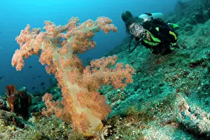 Isola: Scuba diver and soft coral Dendronephthya sp. Simon's Reef