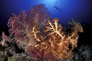 Silhuettes: Scuba diver and soft coral, Dendronephthya sp. and Chironeph