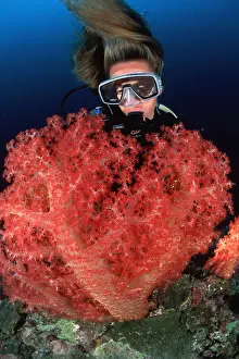 Dendronephthya: Scuba diver and soft coral, Dendronephthya sp. Walindi, Wes
