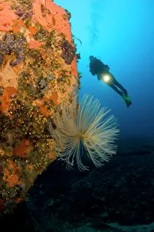 Isola: Scuba diver with spirograph worm Sabella spallanzani Secca d
