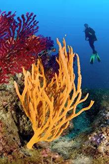 Sponge: scuba diver and sponge, Axinella cannabina, Vervece rock, Ma