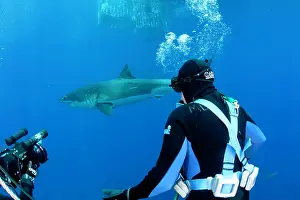 Carcharias: Scuba diver on top the submergible cage watching a Great whi