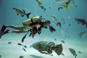 Barbados: Scuba diver - swimming amongst fish