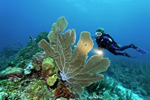 Bodies: Scuba diver with a torch observing a Sea Fan coral