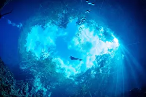 Abyss: Scuba diver between trees seen from below the surface