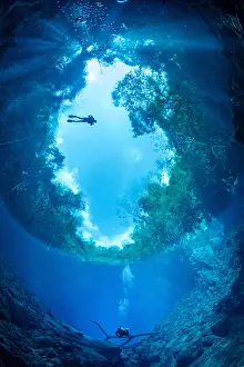 Abyss: Scuba diver between trees seen from below the surface