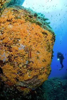 Parazoanthus: scuba diver and wall covered with Parazoanthus axinellae, Po