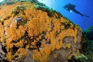 Parazoanthus: scuba diver and wall covered with Parazoanthus axinellae, Po