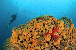 Amalfi: scuba diver and wall covered with Parazoanthus axinellae, Ma