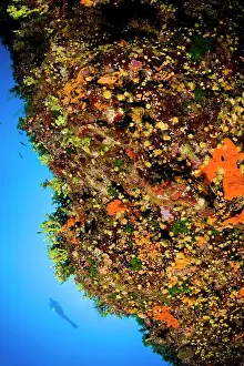 Sponges: scuba diver and wall covered with sponges and warm water cor