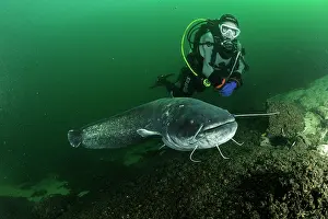 Silurus: Scuba diver and Wels catfish, Silurus glanis, also