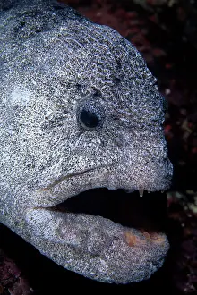 Ocellatus: scuba diver and wolf Anarrhichthys ocellatus Vancouver Islan