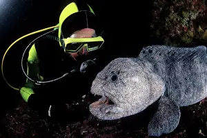 Ocellatus: scuba diver and wolf Anarrhichthys ocellatus Vancouver Islan