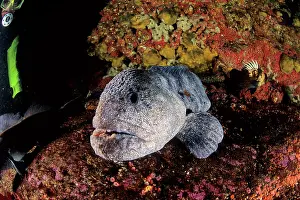Ocellatus: scuba diver and wolf Anarrhichthys ocellatus Vancouver Islan