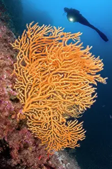 Silhuettes: Scuba diver and yellow gorgonia, Eunicella cavolini, Ischia