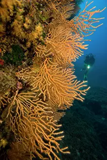 Isola: Scuba diver with yellow seafans Eunicella cavolini Le Scole
