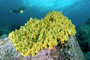 Dives: scuba diver with yellow sponge - Madeira Island Portugal Atl