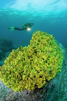 Verticals: scuba diver with yellow sponge - Madeira Island Portugal Atl