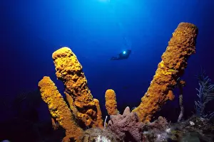 Silhuettes: Scuba diver and yellow tube sponges Aplysina fistularis Isla