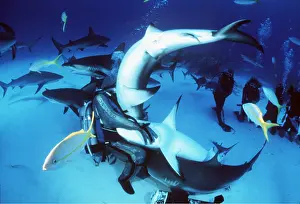 Sharks: Scuba Divers feeding Caribbean Reef Sharks