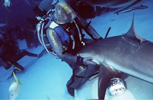 Sharks: Scuba Divers feeding Caribbean Reef Sharks