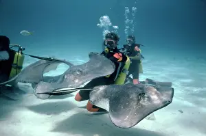 Stingrays: Scuba Divers - feeding habituated Atlantic Stingrays